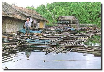 จำหน่ายพันธุ์ปลาแรด